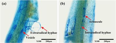 Arbuscular mycorrhizal fungi enhance nitrogen assimilation and drought adaptability in tea plants by promoting amino acid accumulation